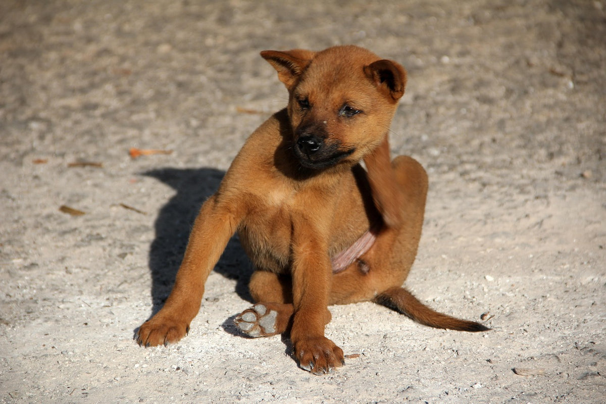 Dog using scratch board